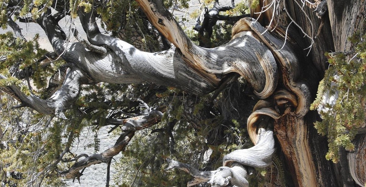 Bristlecone Pine tree