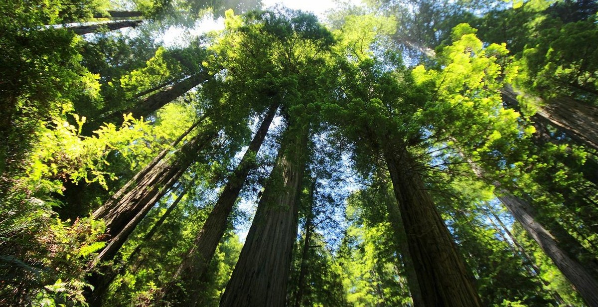 Giant Redwood tree