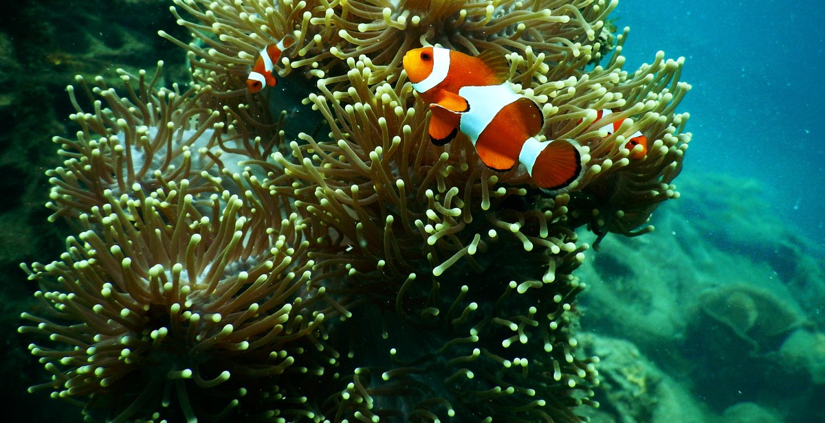 Great Barrier Reef