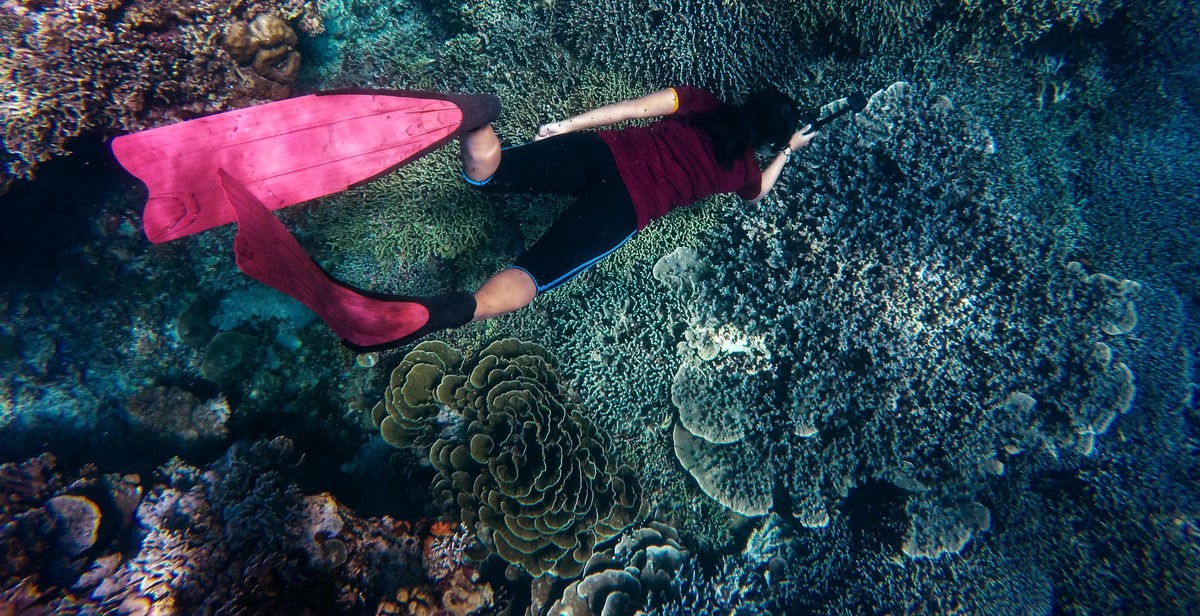 great barrier reef snorkeling