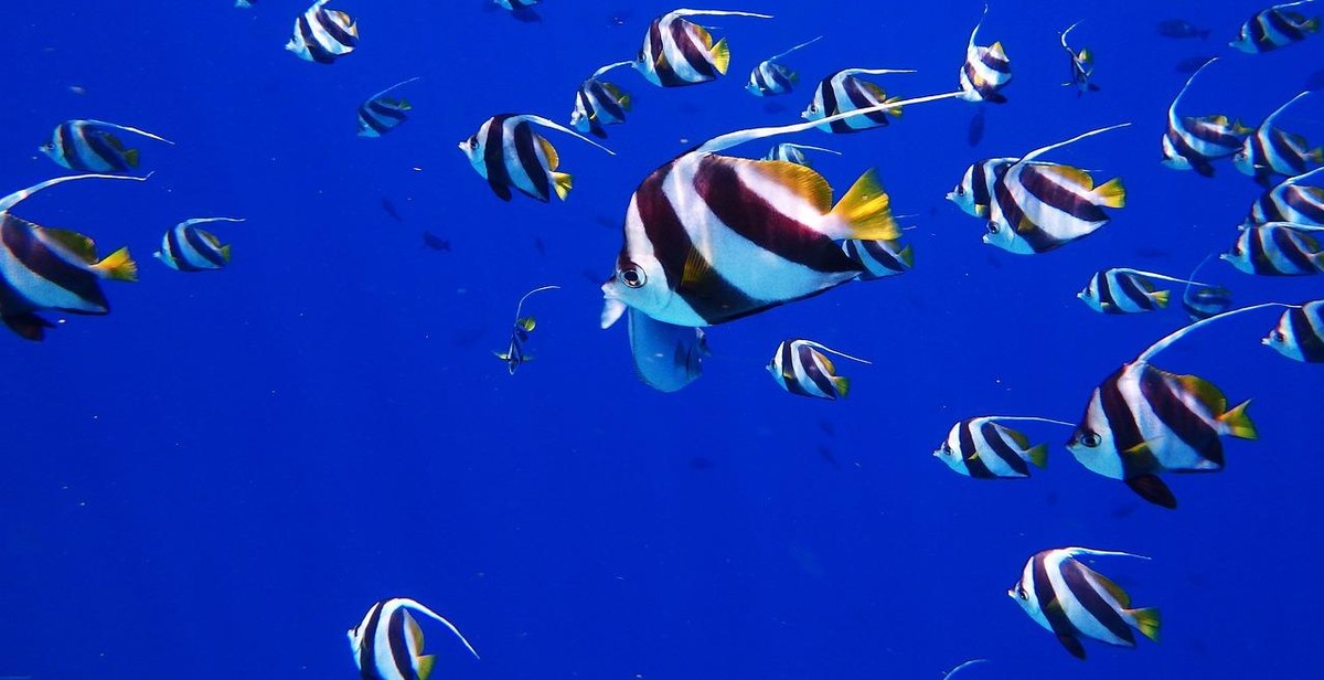 maldives snorkeling