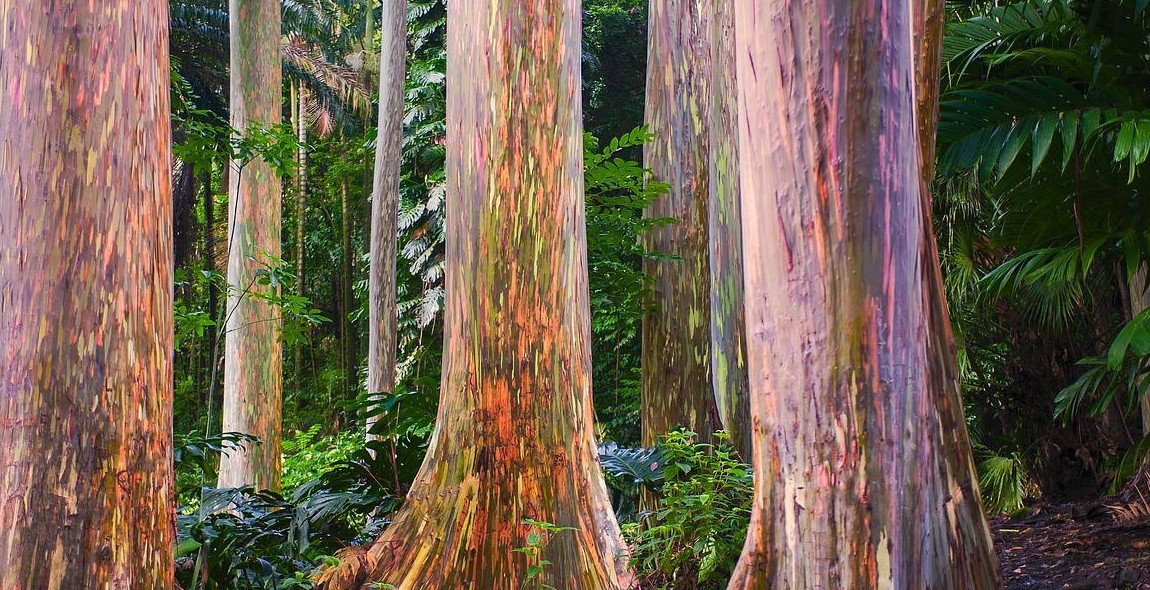 Rainbow Eucalyptus tree