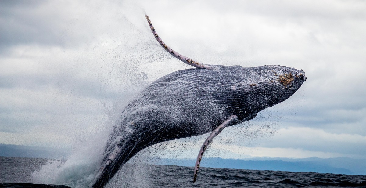 whale watching in Alaska