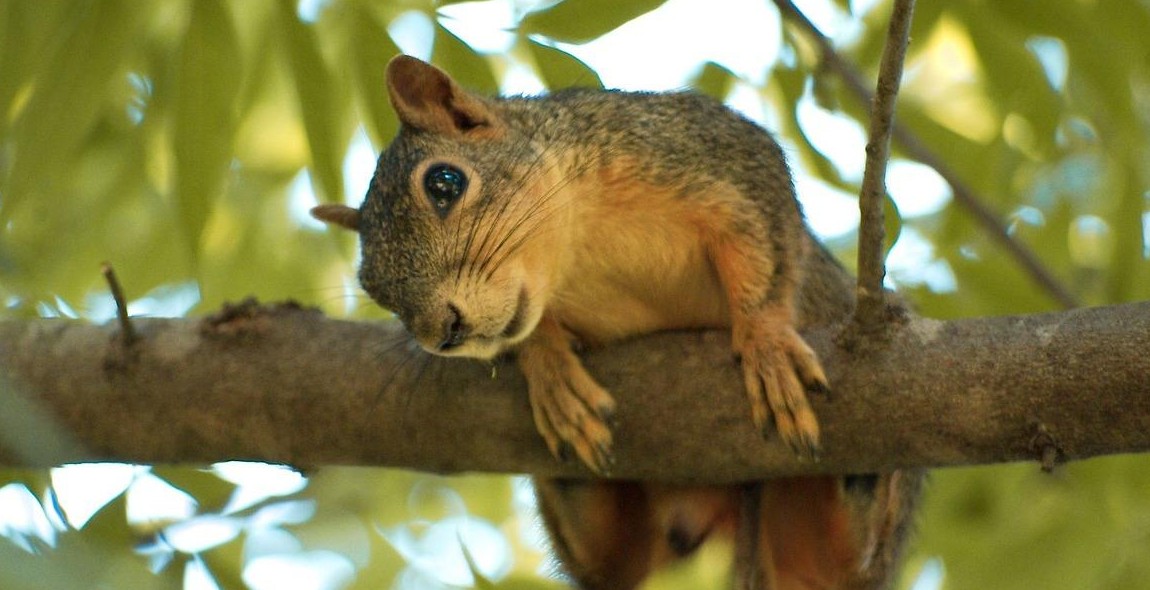 wildlife-friendly backyard