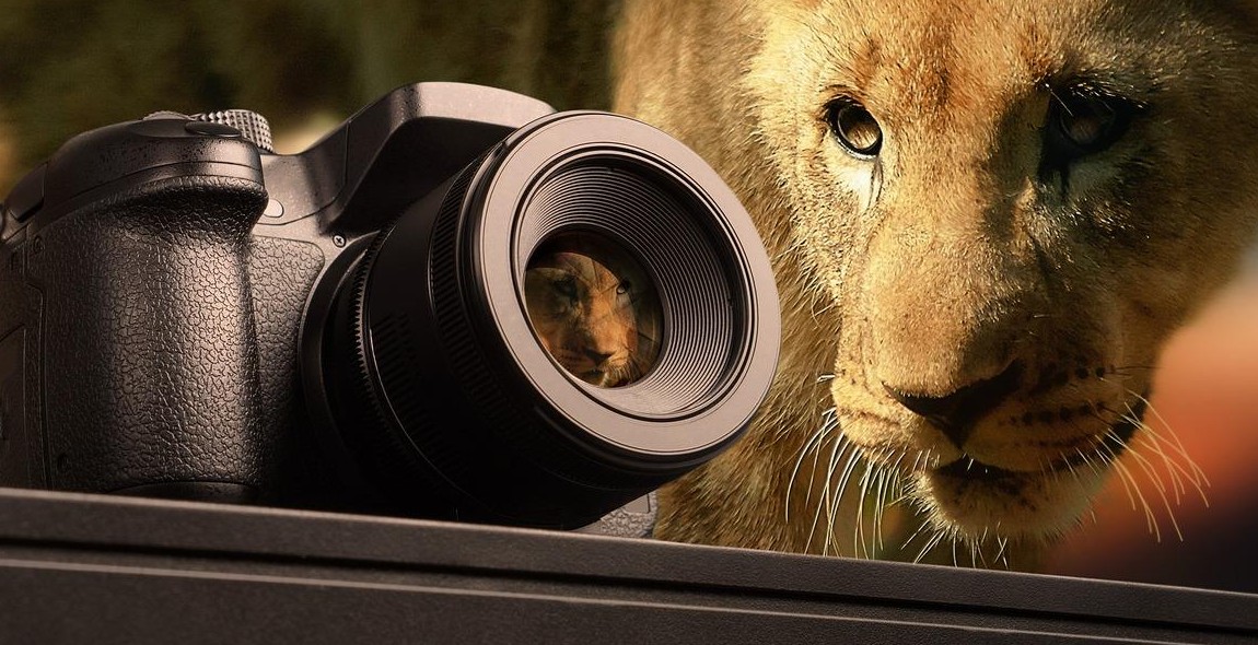 wildlife photography equipment